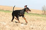 DOBERMANN 068